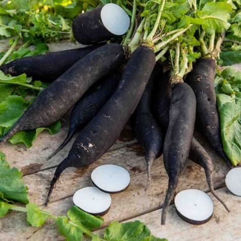 Radis noir long d'hiver - Légumes d'Autrefois Vilmorin (1/2)