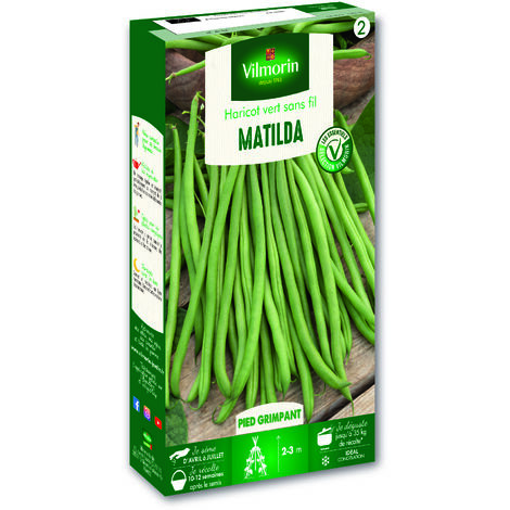 Vilmorin – Haricot mangetout Matilda – Graines précoces – Exposition ensoleillée – Récolte tardive pour souplesse