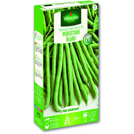 Haricot Blanc de Juillet Vilmorin (1/3)
