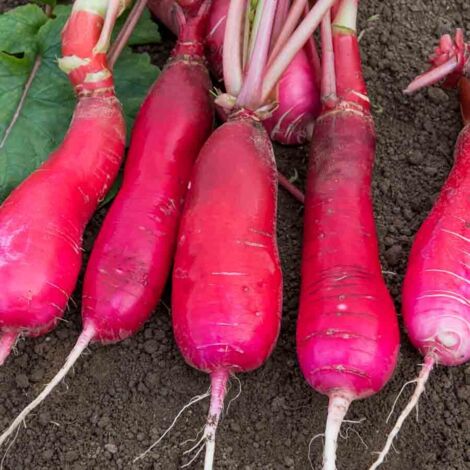 Radis Rose d'Hiver de Chine Vilmorin (1/2)