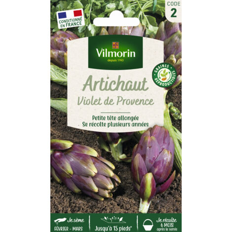 Artichaut violet de Provence – Graines vivaces – Semis de février à mars – Récolte de mars à août – Rendement jusqu'à 10 pieds – Vilmorin