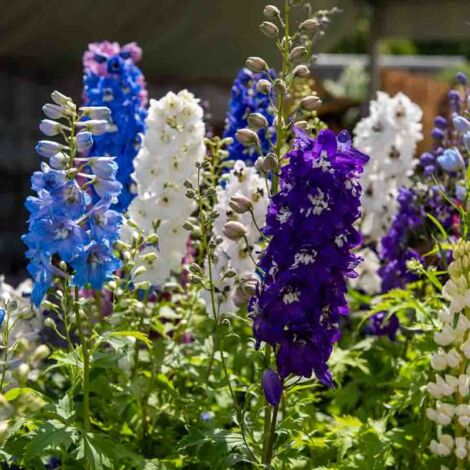 Vilmorin - Pied d'Alouette Delphinium Vivace Varié