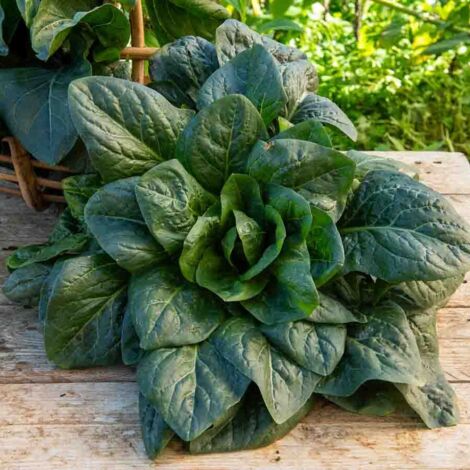 Chicorée à Feuilles Grumolo Verde - Cuisine du Monde Vilmorin (1/2)