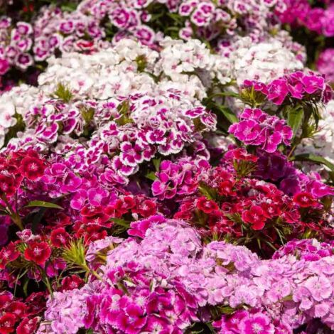 Vilmorin – Œillet de poète tapis des Indes – Graines de fleurs – Période de semis : printemps – Couleur : blanc à grenat – Exposition : soleil