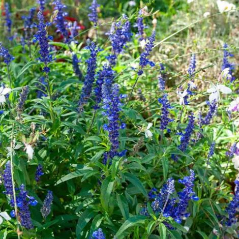 Vilmorin - Sauge Bleue