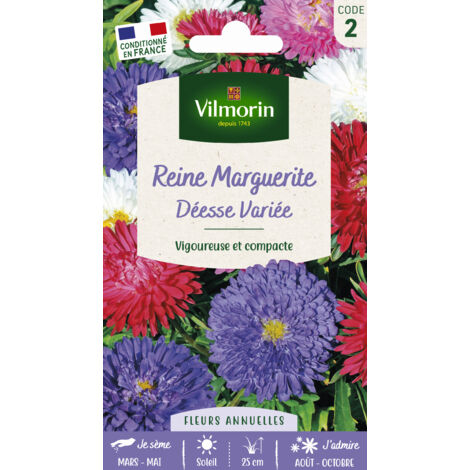 Reine-Marguerite Naine Déesse Variée Vilmorin (1/2)