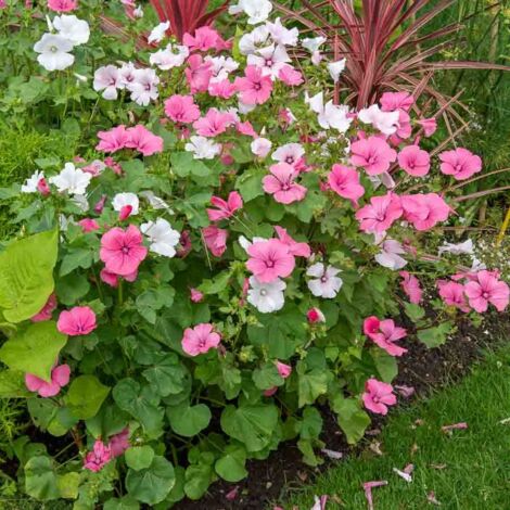 Lavatère à Grande Fleur Variée Vilmorin