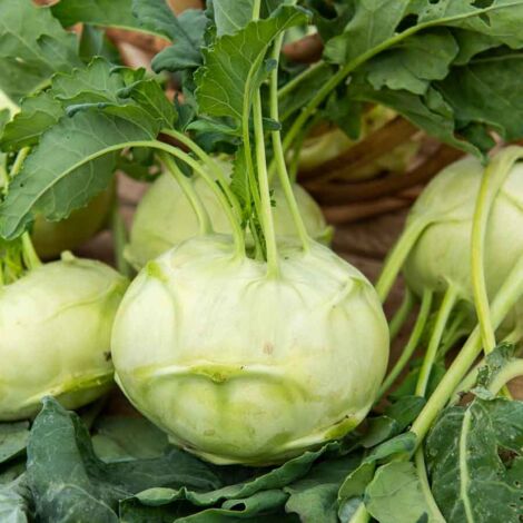 Chou Rave Blanc Hâtif de Vienne - Légumes d'Autrefois Vilmorin