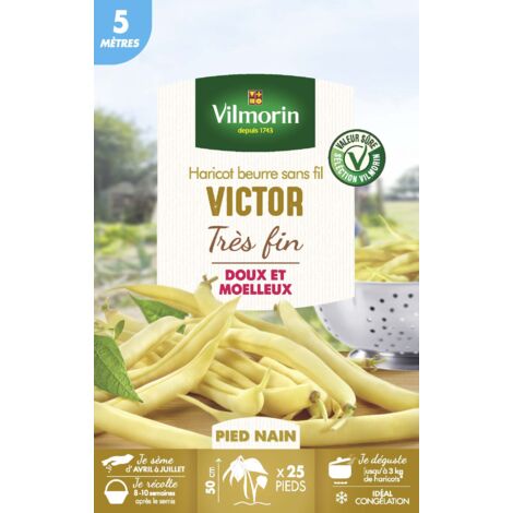 Haricot Nain Beurre Victor - 5 m Vilmorin (1/2)