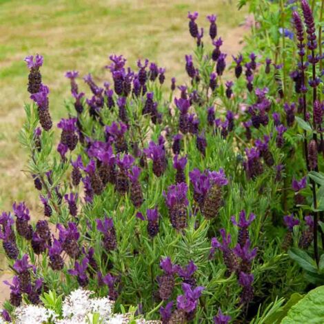 Graines de lavande papillon Lavandula stoechas – Floraison précoce avril-juin – Exposition soleil – Plante vivace 60-100 cm – Vilmorin
