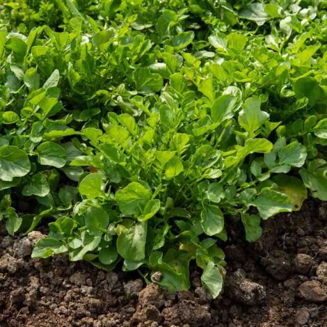 Cresson de Jardin - BIO Vilmorin