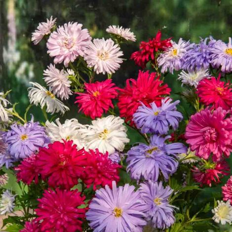 Vilmorin - Reine Marguerite Plume Autruche (1/2)