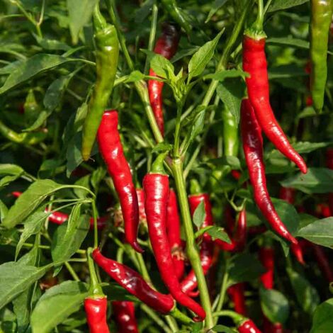 Piment de Cayenne - BIO Vilmorin (1/2)