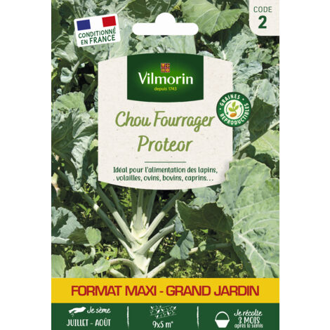 Chou Fourrager Protéor (Obtention I.N.R.A.) - Grand Modèle Vilmorin (1/2)