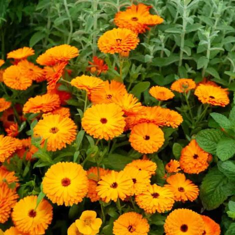 Souci Orange King Vilmorin (1/2)