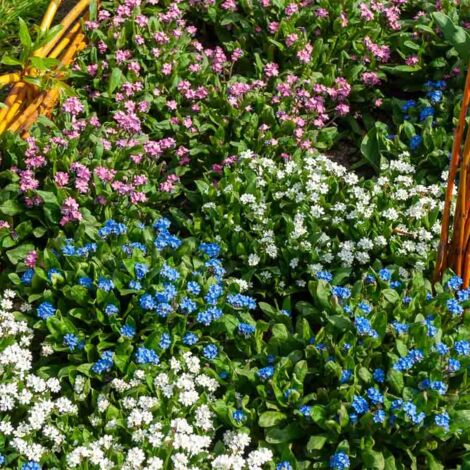 Myosotis des Alpes Varié Vilmorin