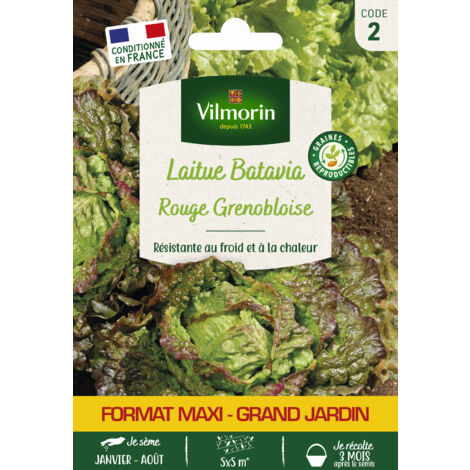 Laitue Batavia Rouge Grenobloise - Grand Modèle Vilmorin (1/2)
