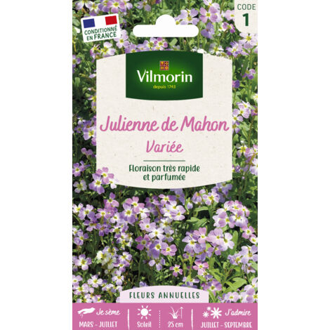 Julienne de Mahon Variée Vilmorin (1/2)