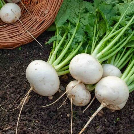 Navet-Légume Rond Boule de Neige Vilmorin (1/2)