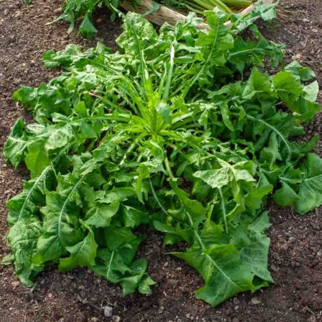 Vilmorin – Chicorée sauvage amère Barbe de Capucin – Graines de potager – Exposition mi-ombre – Semis de mars à juin – Récolte d'hiver