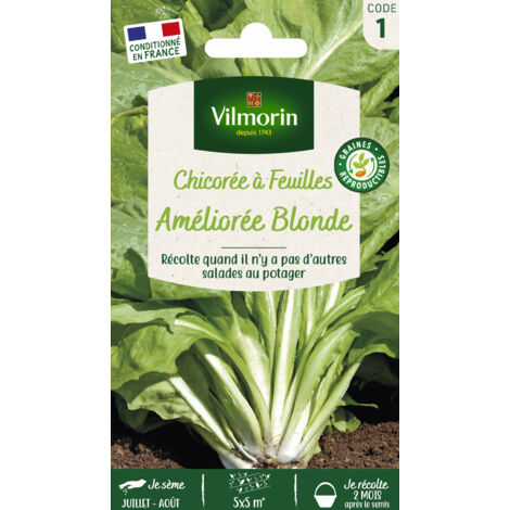 Chicorée à Feuilles Améliorée Blonde Vilmorin
