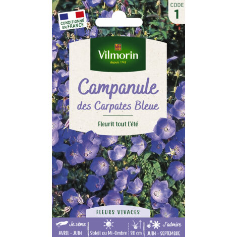 Campanule des Carpates bleue – Graines de fleurs vivaces – Exposition soleil – Semis en mai-juin – Hauteur 30 cm – Vilmorin