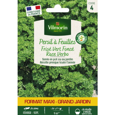 Persil Frisé Vert Foncé race Verbo - Grand Modèle Vilmorin (1/2)