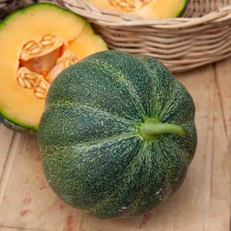Melon Petit Gris de Rennes - Légumes d'Autrefois Vilmorin