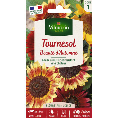 Tournesol Beauté d'Automne Vilmorin (1/2)