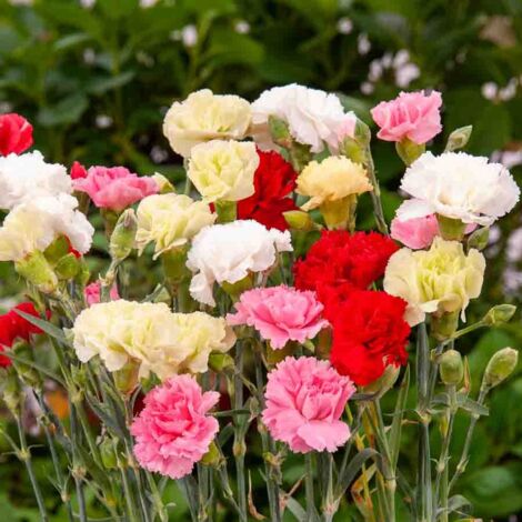 Sachet graines Oeillet des fleuristes Triomphe Varié