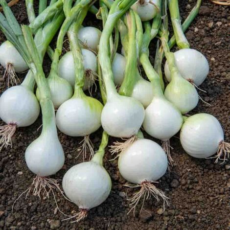 Oignon Blanc Rebouillon Vilmorin (1/2)