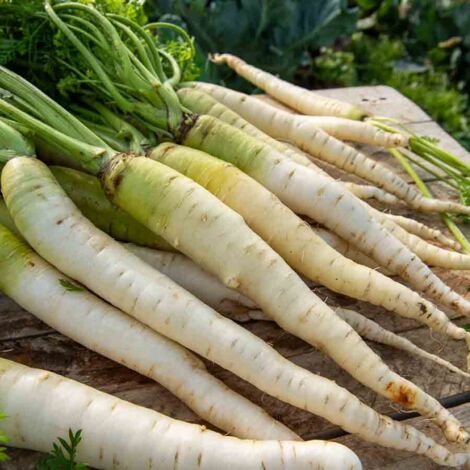 Carotte Fourragère Blanche à Collet Vert Hors Terre Vilmorin