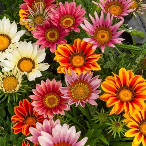 Vilmorin – Gazania splendens varié – Graines de fleurs résistantes à la chaleur – Fleurs colorées pour exposition ensoleillée – Semis au printemps