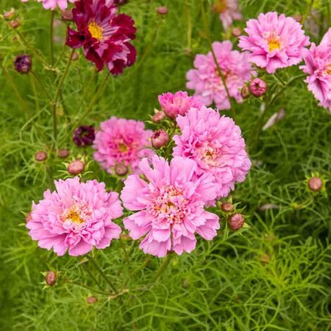 Cosmos Double Click Rose Bonbon - Graines d'Exception Vilmorin (1/2)