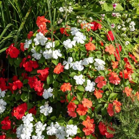 Impatiens Hybride Variée Vilmorin