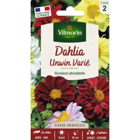 Dahlia Unwin Varié Vilmorin (1/3)