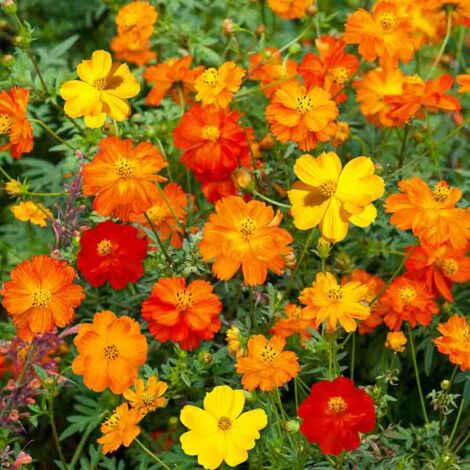 Cosmos Sulphureus Varié Vilmorin (1/2)
