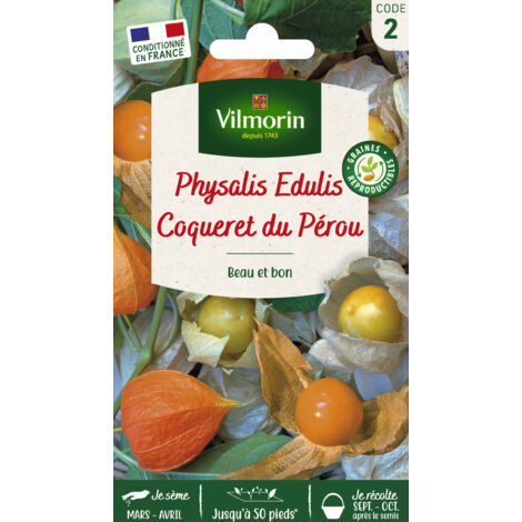 Physalis Edulis Coqueret du Pérou Vilmorin (1/2)