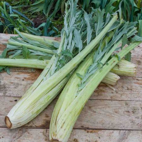 Cardon Plein Blanc Inerme - Légumes d'Autrefois Vilmorin
