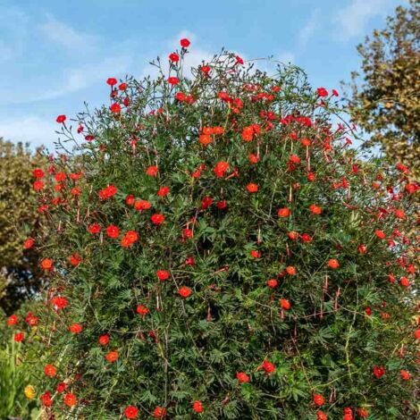 Vilmorin – Ipomée Quamoclit – Graines de fleurs – Semis de printemps – Exposition ensoleillée – Fleurs rouges écarlates en étoile