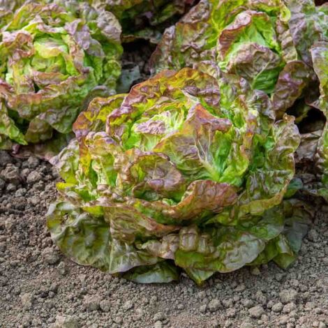 Vilmorin - Laitue Pommée Merveille des 4 Saisons Bio (1/2)