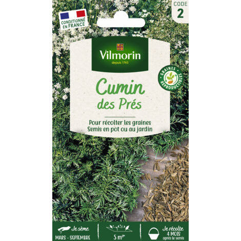 Cumin des Prés Vilmorin (1/2)