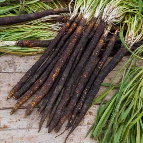 Scorsonère Géante Noire de Russie - Légumes d'Autrefois Vilmorin (1/2)