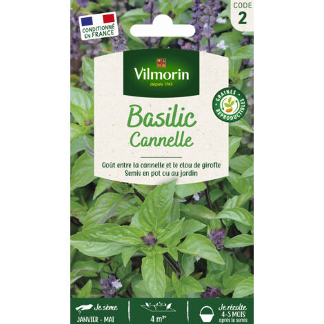 Basilic Cannelle Vilmorin (1/2)
