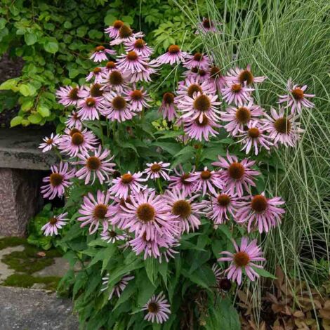 Rudbeckia Pourpre Magnus Vilmorin