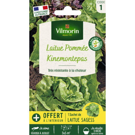 Laitue Pommée Kinemontepas + échantillon Sagess Vilmorin