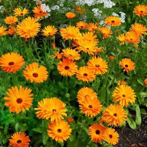 Vilmorin - Souci Bio Orange
