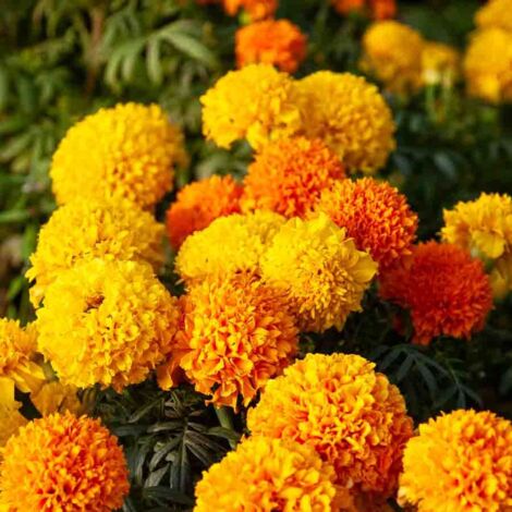Rose d'Inde Naine Variée Vilmorin (1/2)
