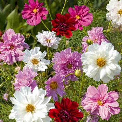 Cosmos Double Click Varié Vilmorin (1/2)