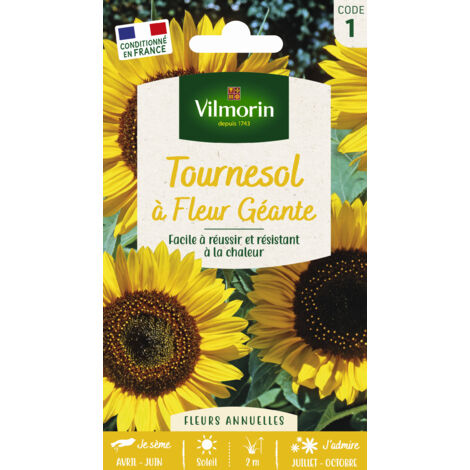Tournesol à Fleur Géante Vilmorin (1/2)